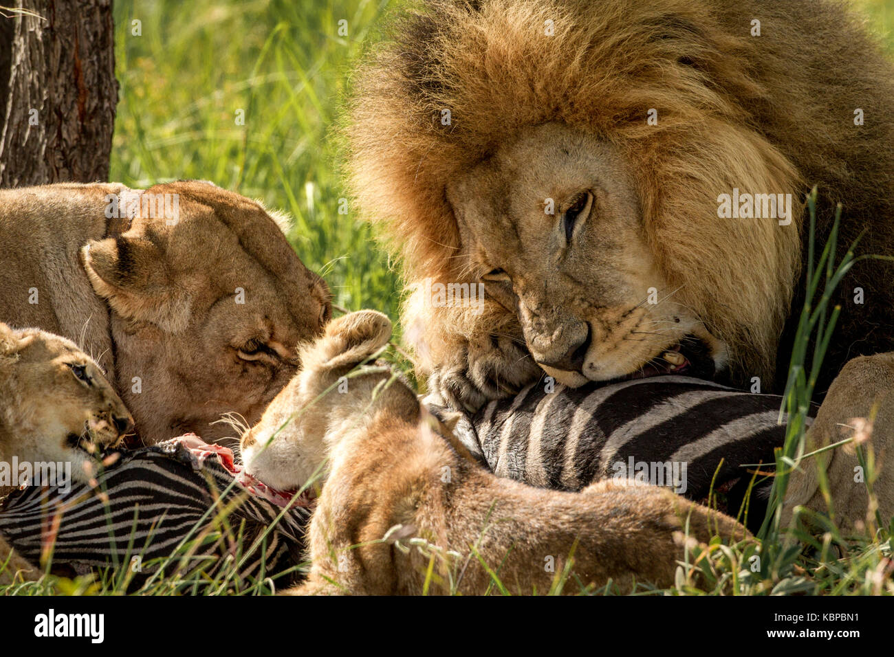 Familie der afrikanische Löwen (Panthera leo) auf einem Toten zebra Aas essen. Männliche Löwe mit Mähne posessive über töten Stockfoto