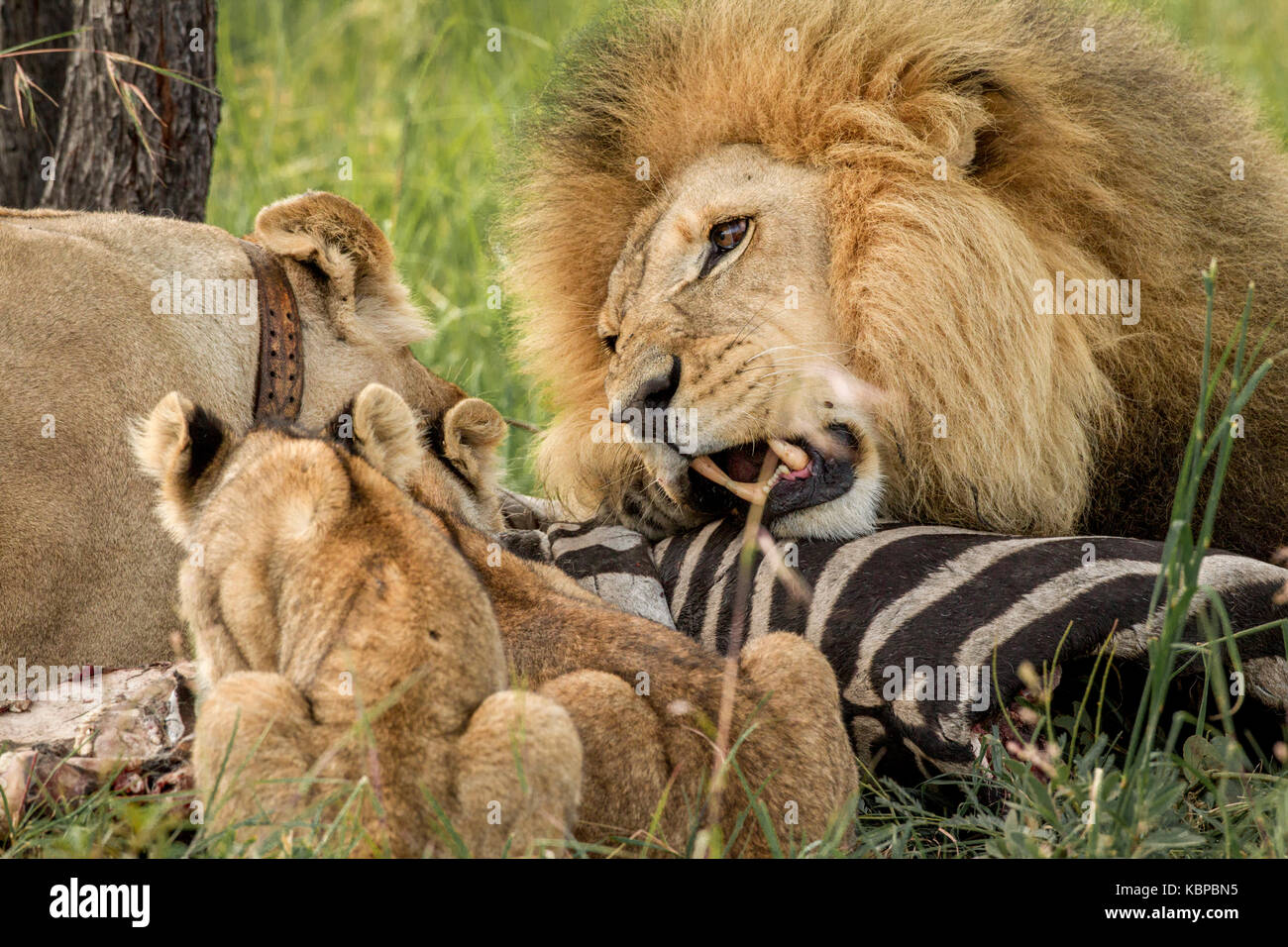 Familie der afrikanische Löwen (Panthera leo) auf einem Toten zebra Aas essen. Männliche Löwe
