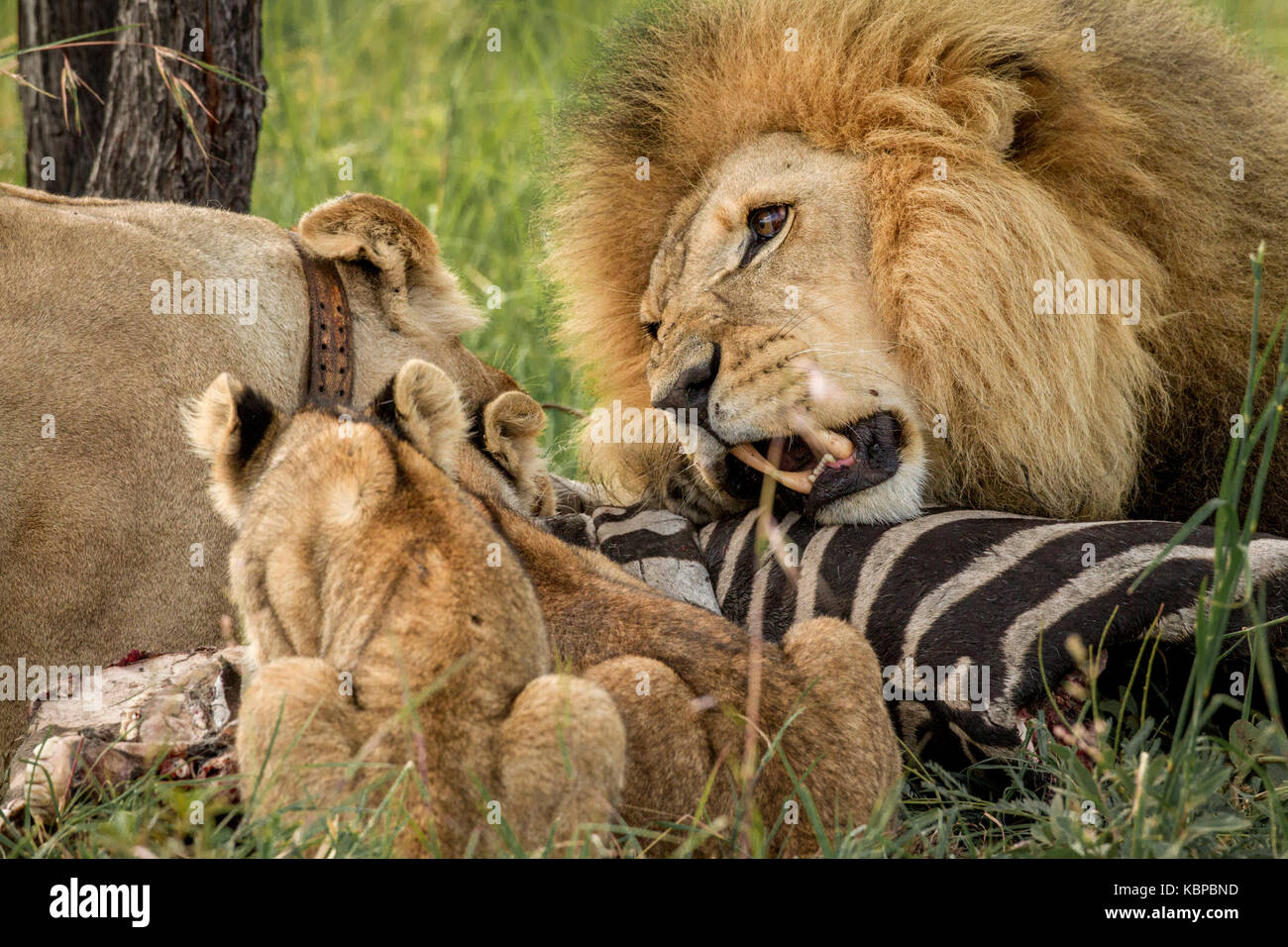 Familie der afrikanische Löwen (Panthera leo) auf einem Toten zebra Aas essen. Männliche Löwe mit Mähne posessive über töten Stockfoto