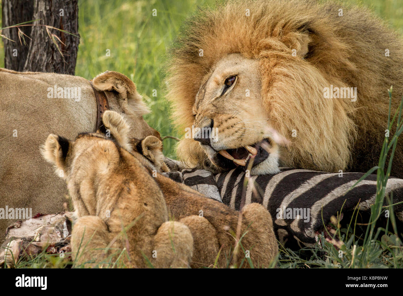 Familie der afrikanische Löwen (Panthera leo) auf einem Toten zebra Aas essen. Männliche Löwe mit Mähne posessive über töten Stockfoto