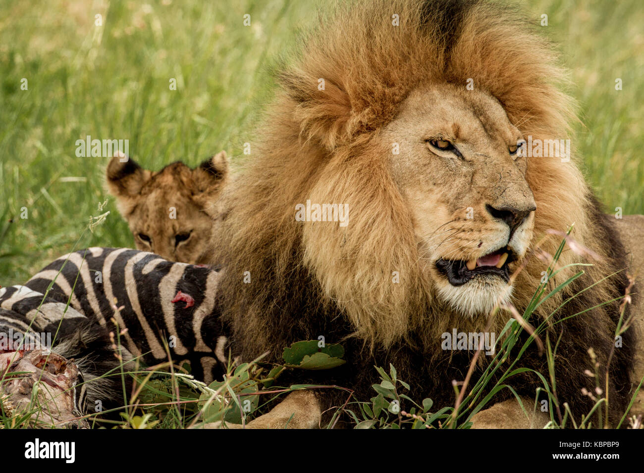 Große männliche Löwe den Schutz seiner zebra Töten in Gras während keuchend mit Mund offen Stockfoto