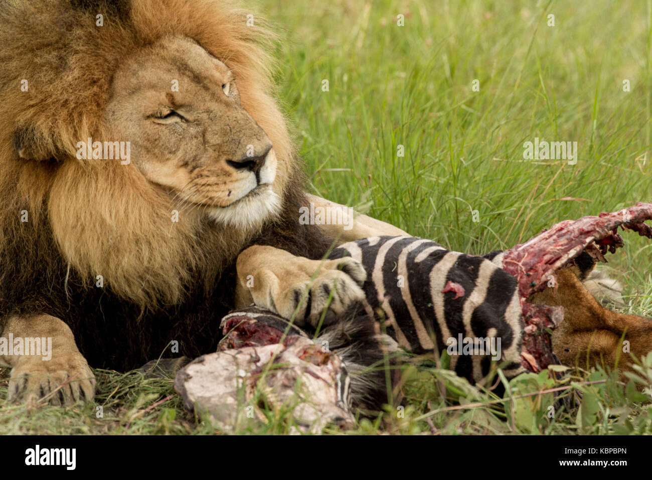 Großen männlichen afrikanischen Löwen Schutz der Toten zebra Karkasse und Vermietung cub essen das Fleisch in Simbabwe Stockfoto