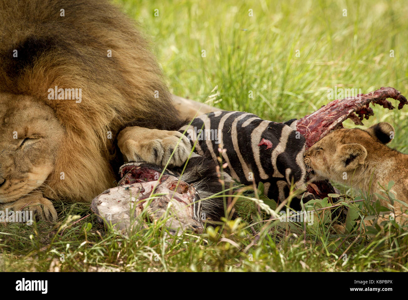 Große männliche Löwe schlafen mit Pfote auf Toten zebra Karkasse während Cub ist, den Verzehr von Fleisch im Gras Stockfoto