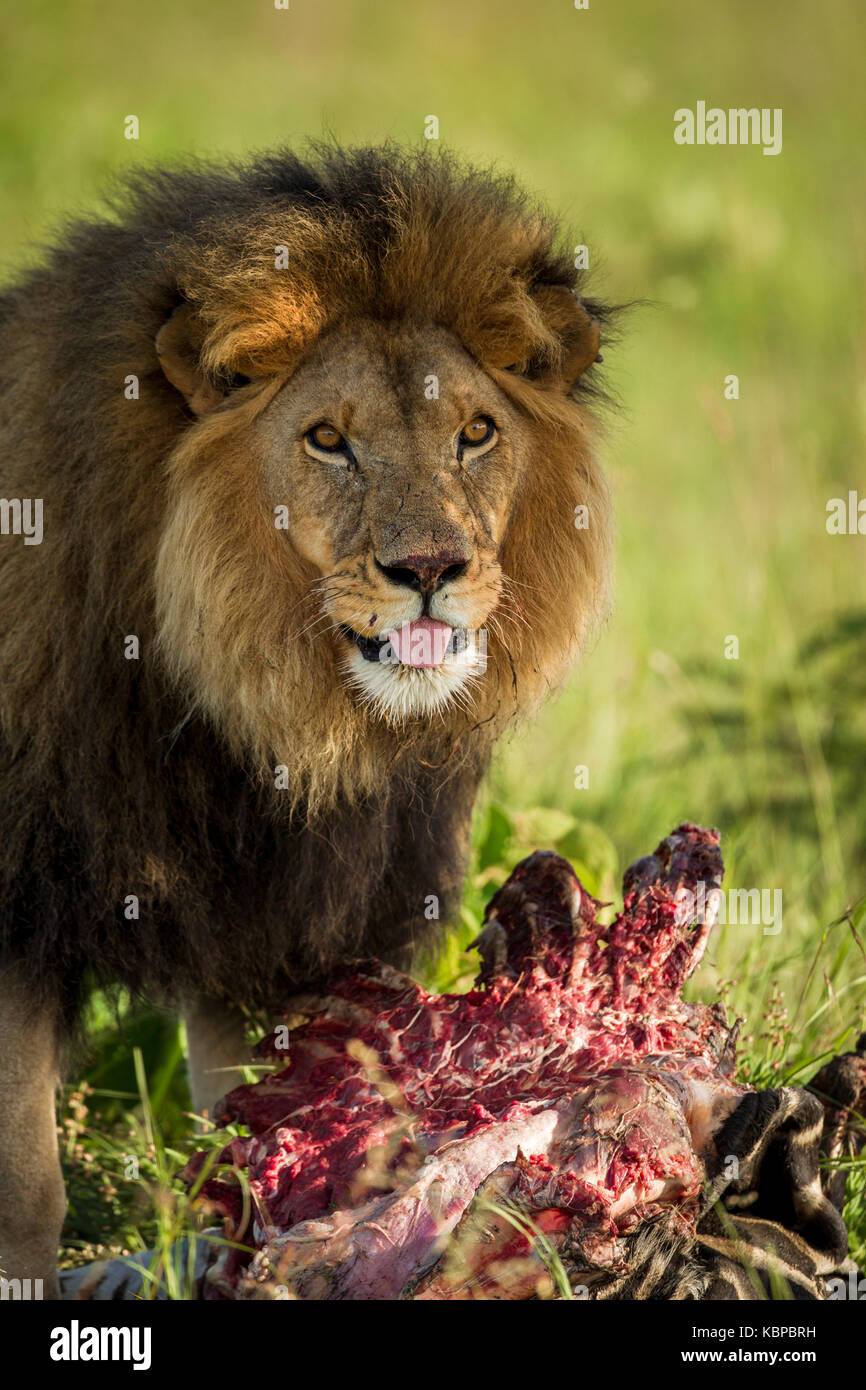 Afrikanischer Löwe essen Karkasse (Panthera leo) Stockfoto