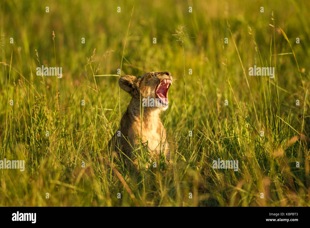 Kleine Löwenjunge Gähnen im langen Gras in Simbabwe. Teil einer großen Stolz auf Antelope Park, die Freigabe stolz Stockfoto