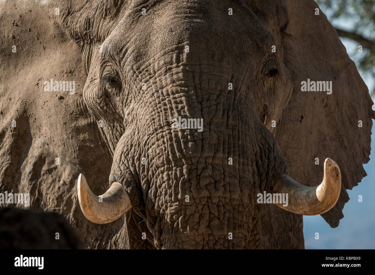 Vorderansicht eines Afrikanischen Elefanten Kopf mit stoßzähnen Stockfoto