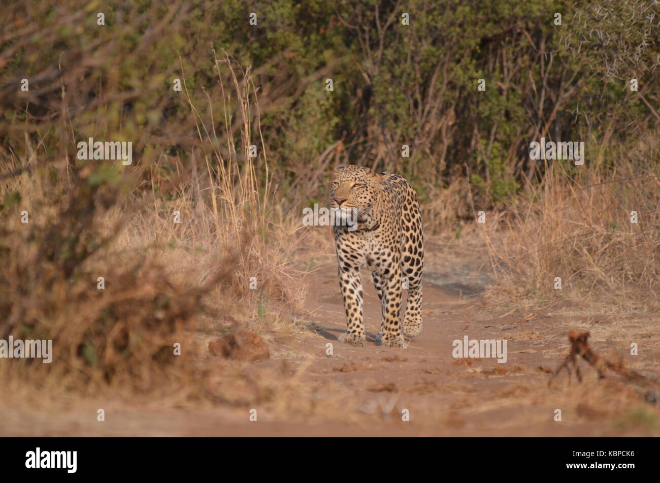 Leopard (panthera pardus) Walking und riecht die Luft auf unbefestigte Straße in Pilanesberg - Südafrika Stockfoto