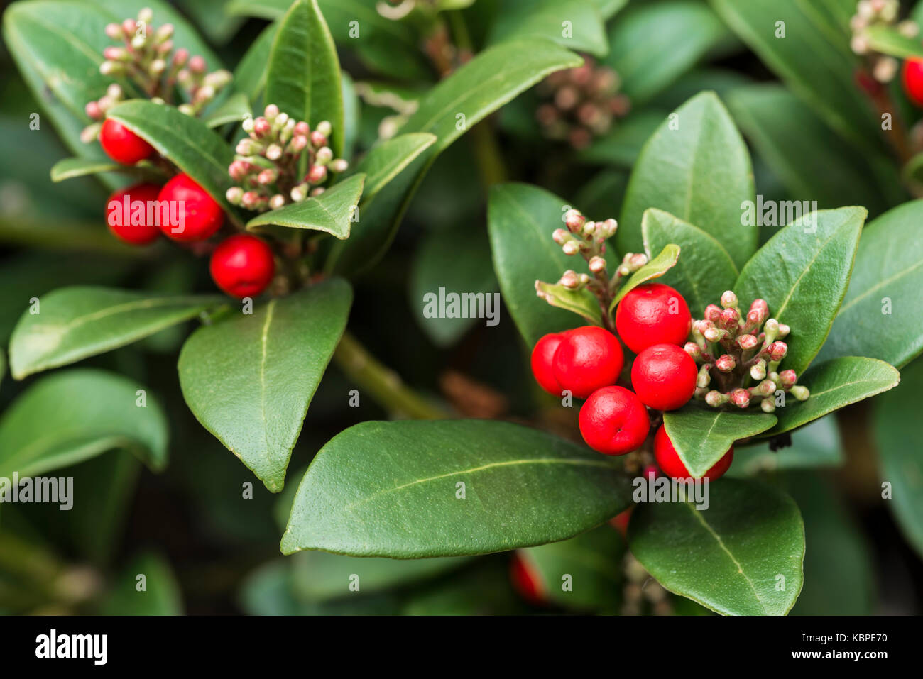 Skimmia japonica olympische Flamme, rote Beeren Stockfoto