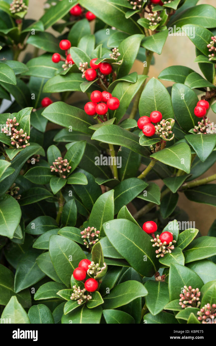 Skimmia japonica olympische Flamme, rote Beeren Stockfoto