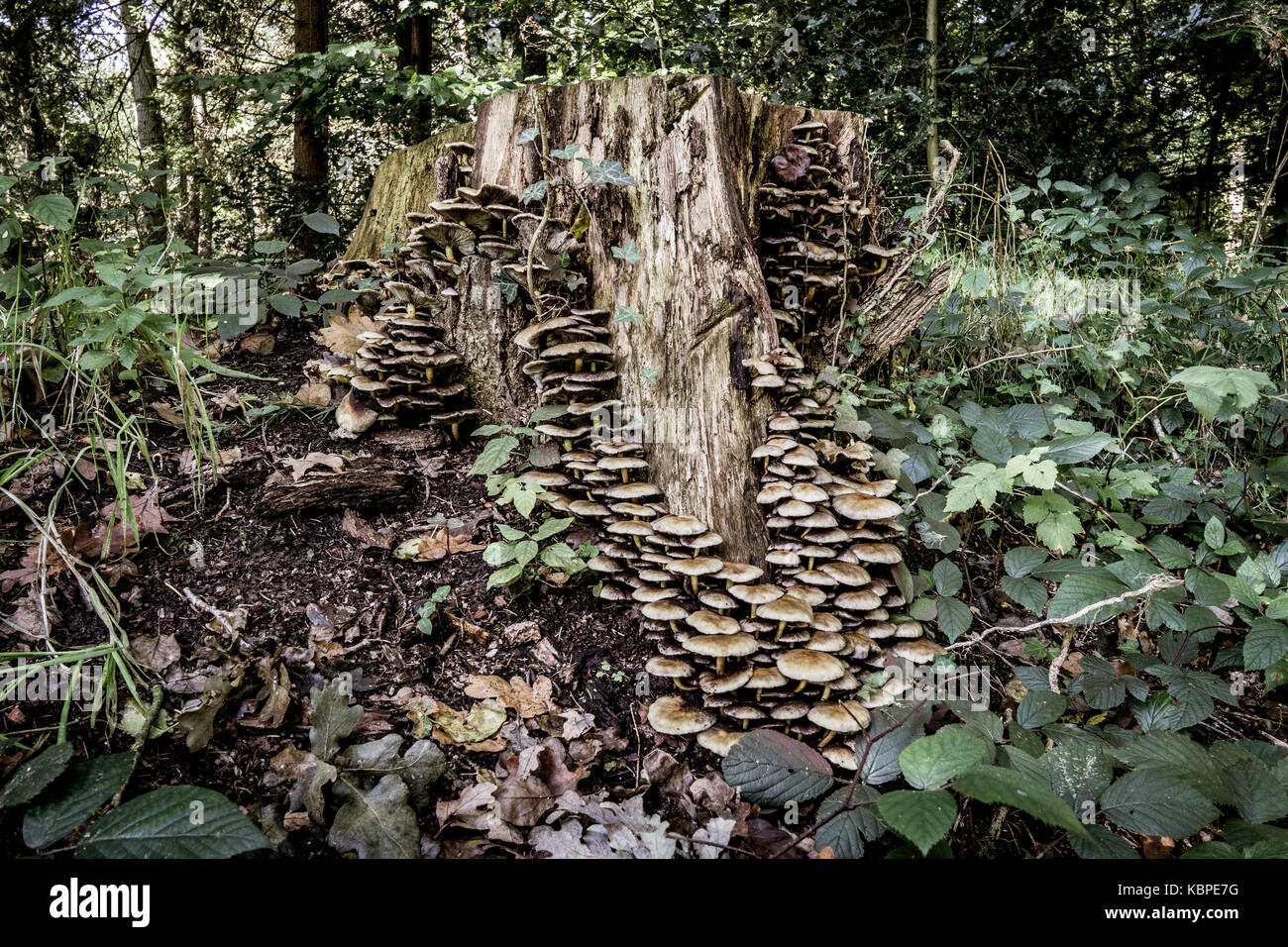 Eine Nahaufnahme der Pilze auf einem Baum in einem Wald Stockfoto