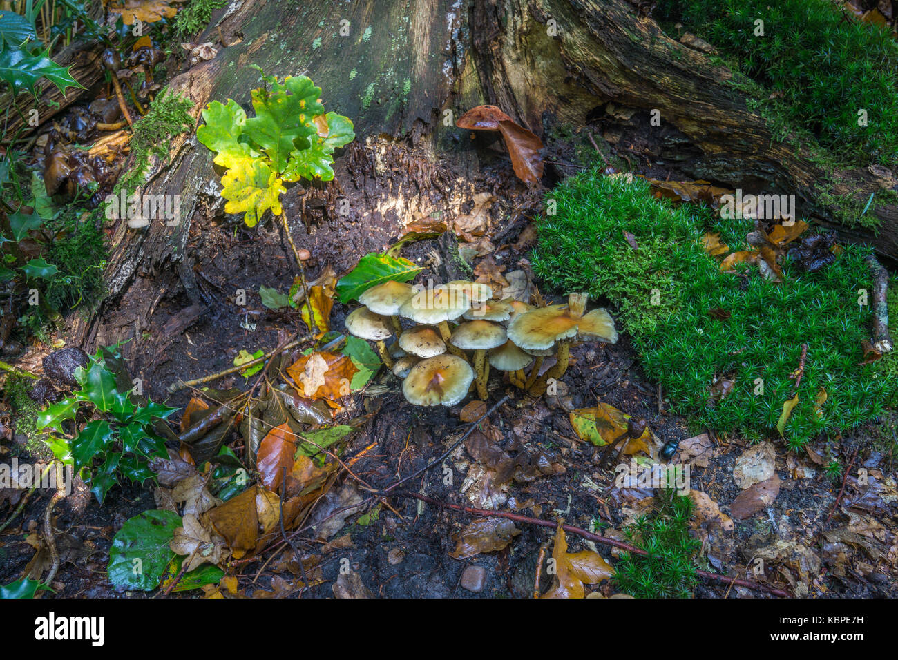 Eine Nahaufnahme der Pilze auf einem Baum in einem Wald Stockfoto