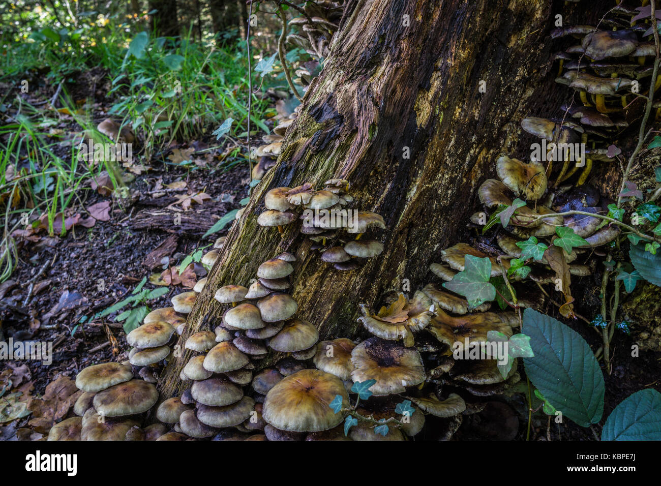 Eine Nahaufnahme der Pilze auf einem Baum in einem Wald Stockfoto