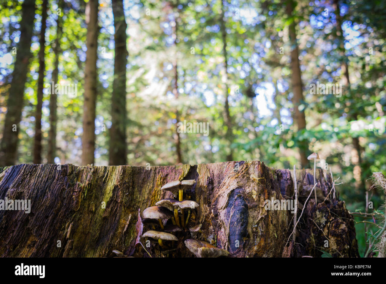 Eine Nahaufnahme der Pilze auf einem Baum in einem Wald Stockfoto