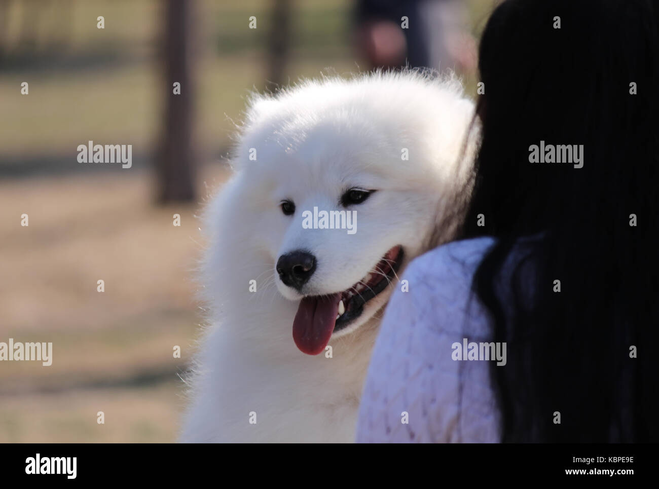 Samoyed Hund Stockfoto