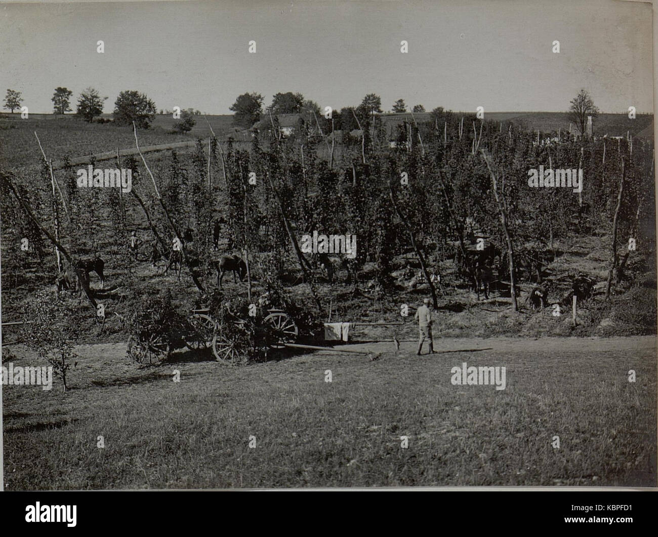 Gegen Fliegersicht verdeckte Protzen und Pferde einer Artillerieabteilung, Schwere Haubitzenbatterie 2 in einem Hopfengarten, Mulde bei Bol BildID Zagorze (15442279) Stockfoto