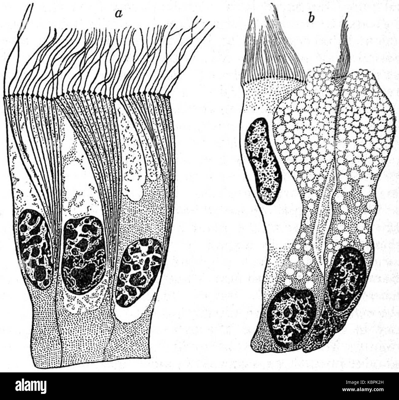 Dieses Bild stammt aus der 1911er Encyclopaedia Britannica, die verschiedene Zelltypen im Rahmen der Zytologie zeigt. Es veranschaulicht die Vielfalt der Zelltypen in lebenden Organismen. Stockfoto