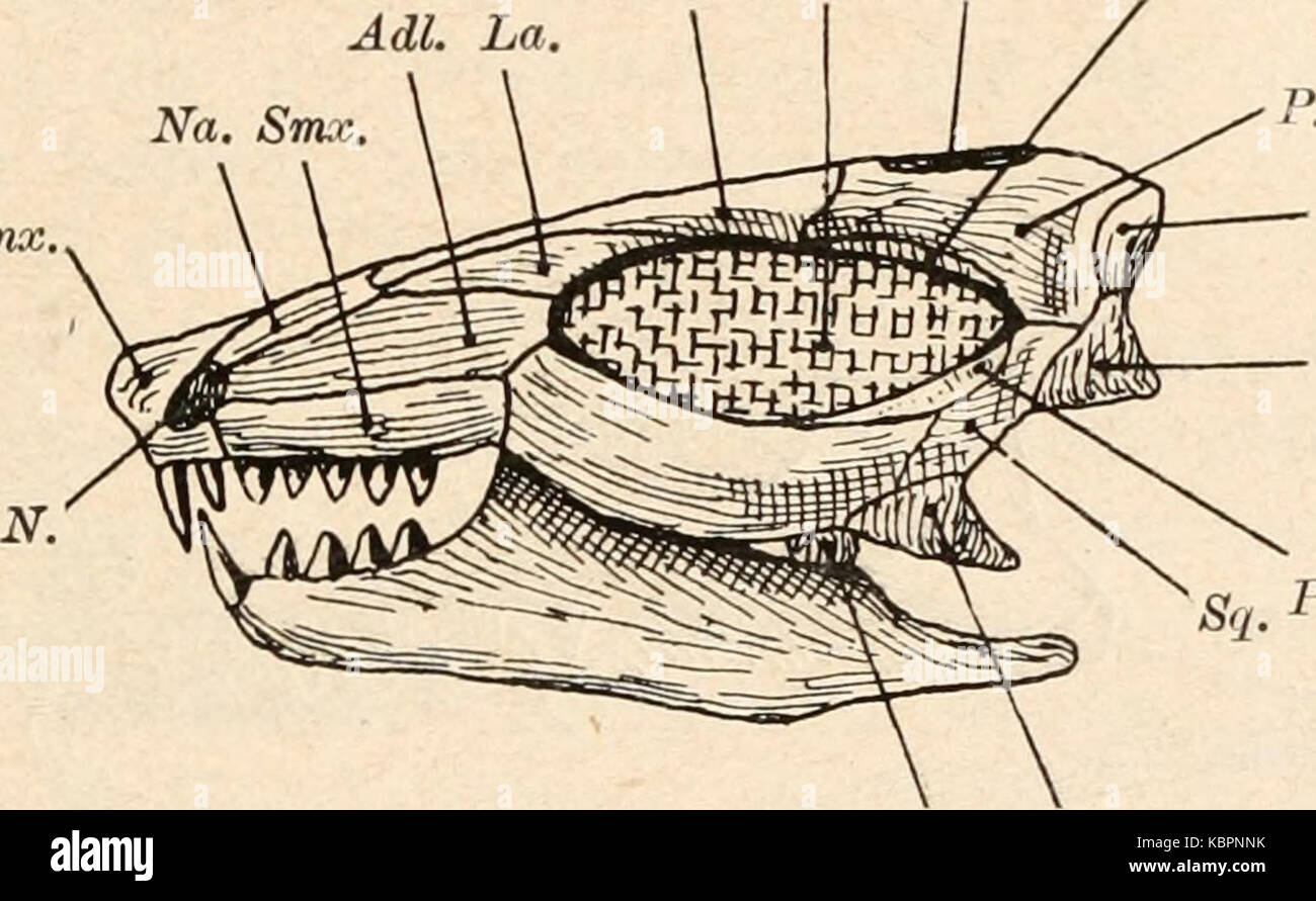 Ein Kopf Abbildung: Leptopleuron Stockfoto