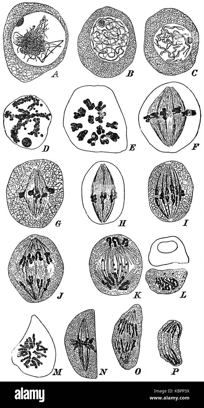EB 1911 Pflanzen (Zytologie) nukleare Abteilung von Lilium pollen Mutter Zellen Stockfoto