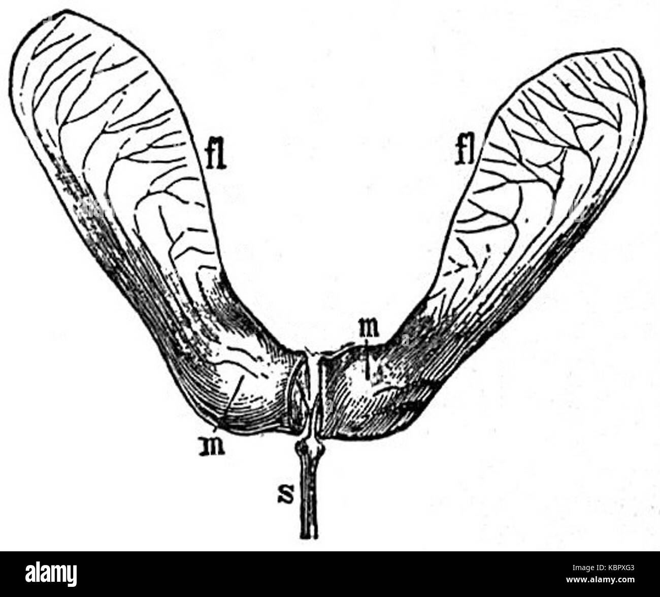 EB 1911 Früchte Acer pseudoplatanus Stockfoto