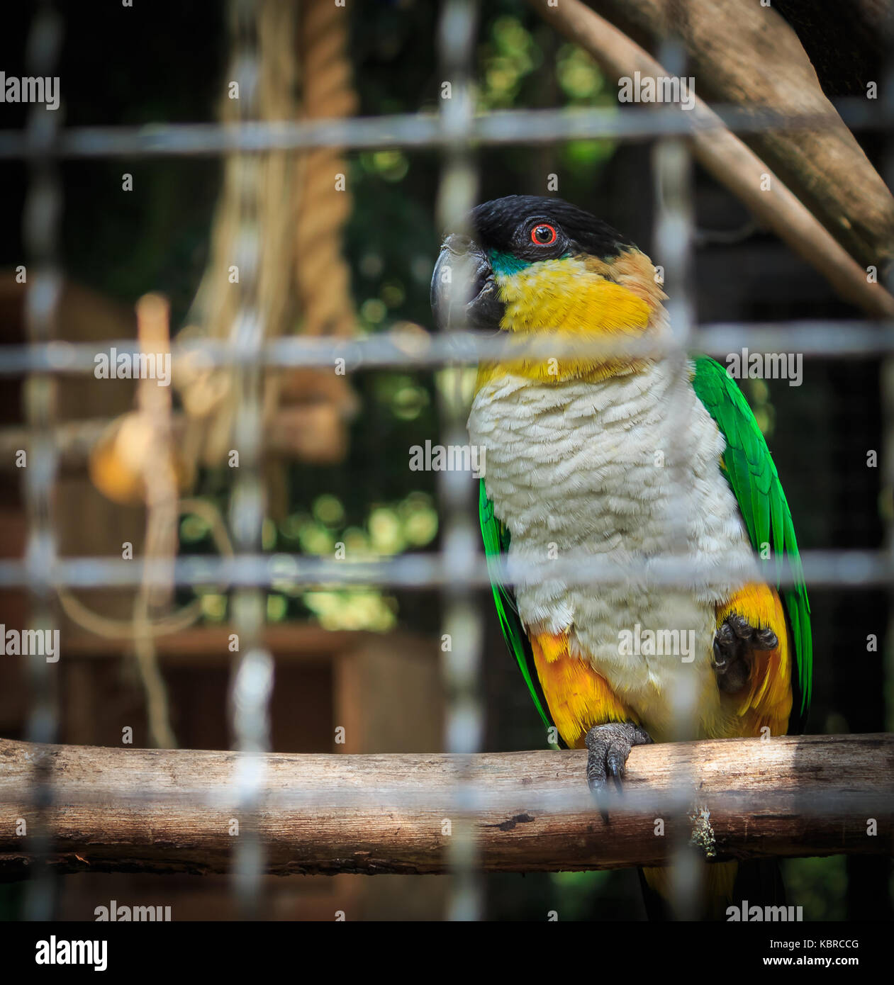 Gelber Papagei, eingesperrt in der Cali Zoo, Kolumbien Stockfoto