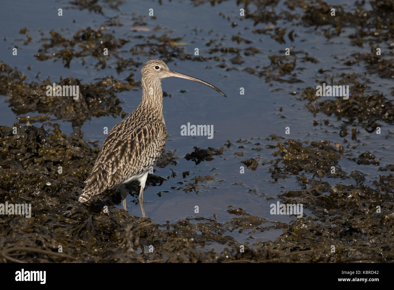 Eurasische Brachvogel Stockfoto