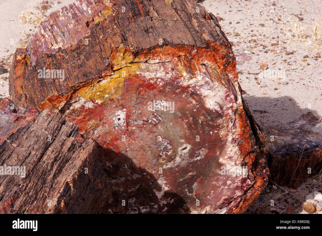 Der Versteinerte Wald-Nationalpark ist ein Nationalpark der Vereinigten Staaten im Nordosten von Arizona.", "Der Petrified-Forest-Nationalpark ist ein Na Stockfoto