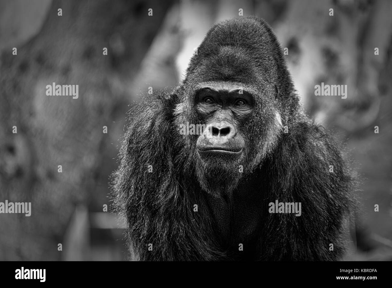 Gorilla-Porträt mit Gesicht und Oberkörper mit verschwommenem Hintergrund, schwarz-weiß Stockfoto