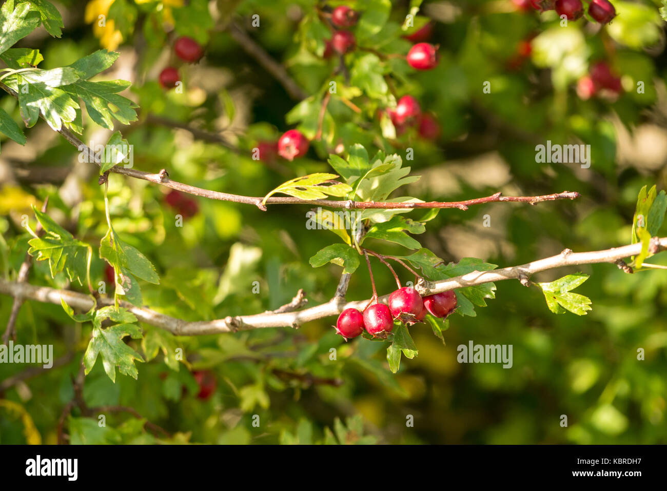 In der Nähe von wilden Herbst rot Weißdorn-Beeren auf Weißdornbusch, Crataegus, auf einem Zweig von Sonnenschein, East Lothian, Schottland, Großbritannien Stockfoto