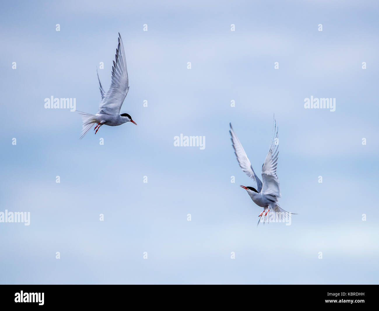 Die Küstenseeschwalbe (Sterna paradisae) fliegt wie Kämpfer in den Himmel. Stockfoto