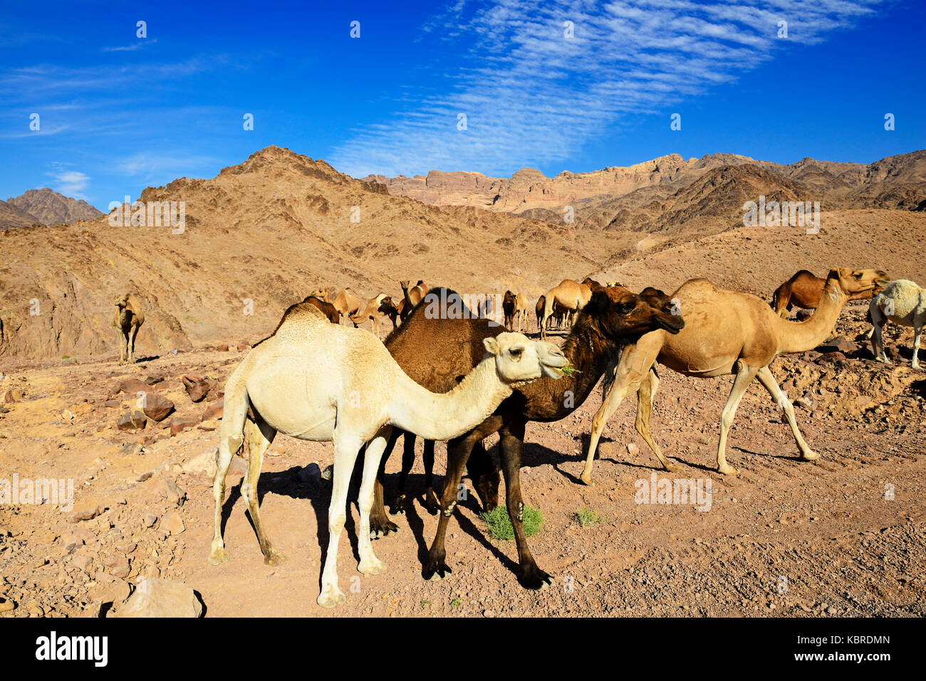 Schwarz, Braun und Weiß Dromedare (camelus dromedarius) bei al-manshijja, Jordanien Stockfoto