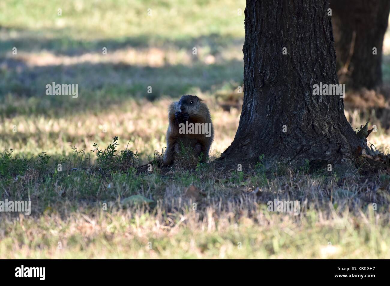 Murmeltier (Marmota Monax), auch bekannt als waldmurmeltier Essen während des Aufstehens Stockfoto