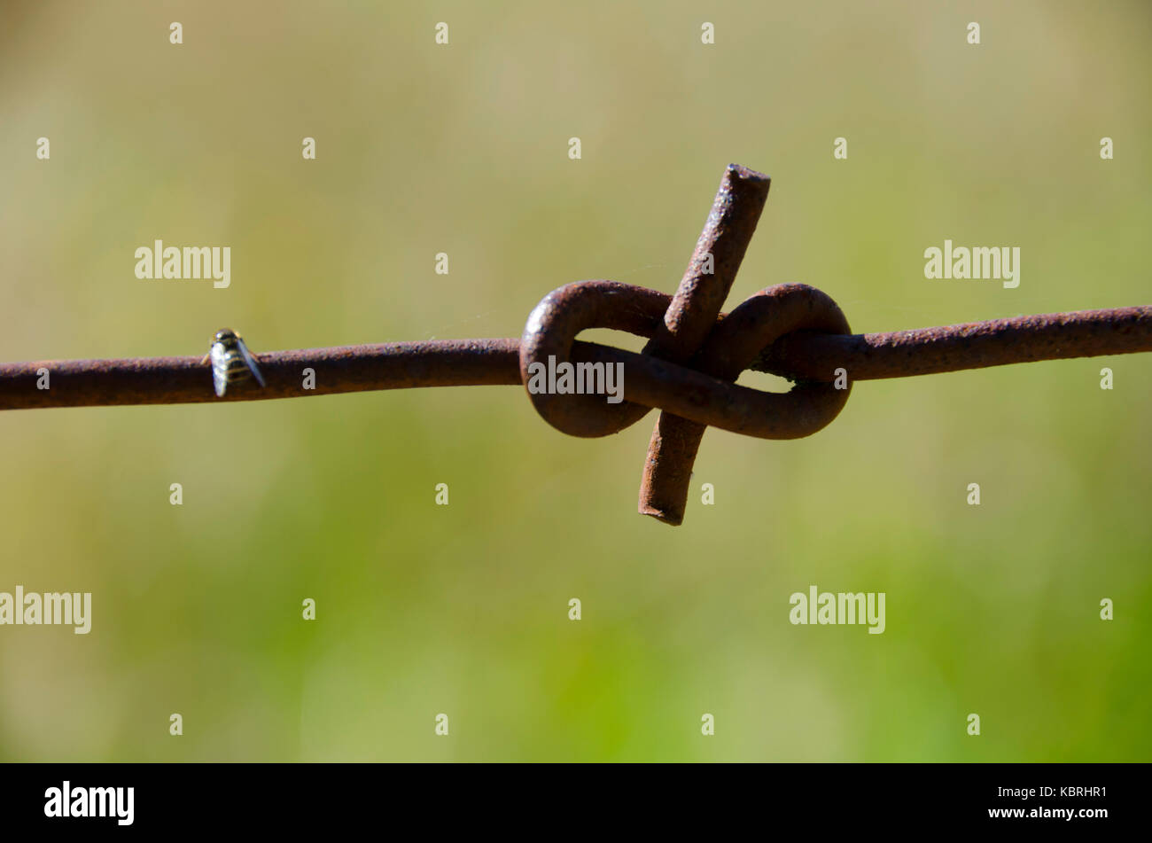 Zaun um Feld mit langen Gras, Western Lake, Wairarapa, North Island, Neuseeland Stockfoto