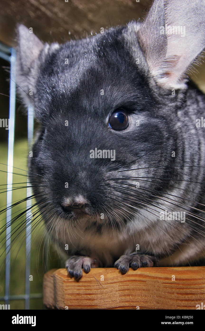 Chinchilla in einem Käfig. Chinchilla zu Hause. Chinchilla portrait Stockfoto