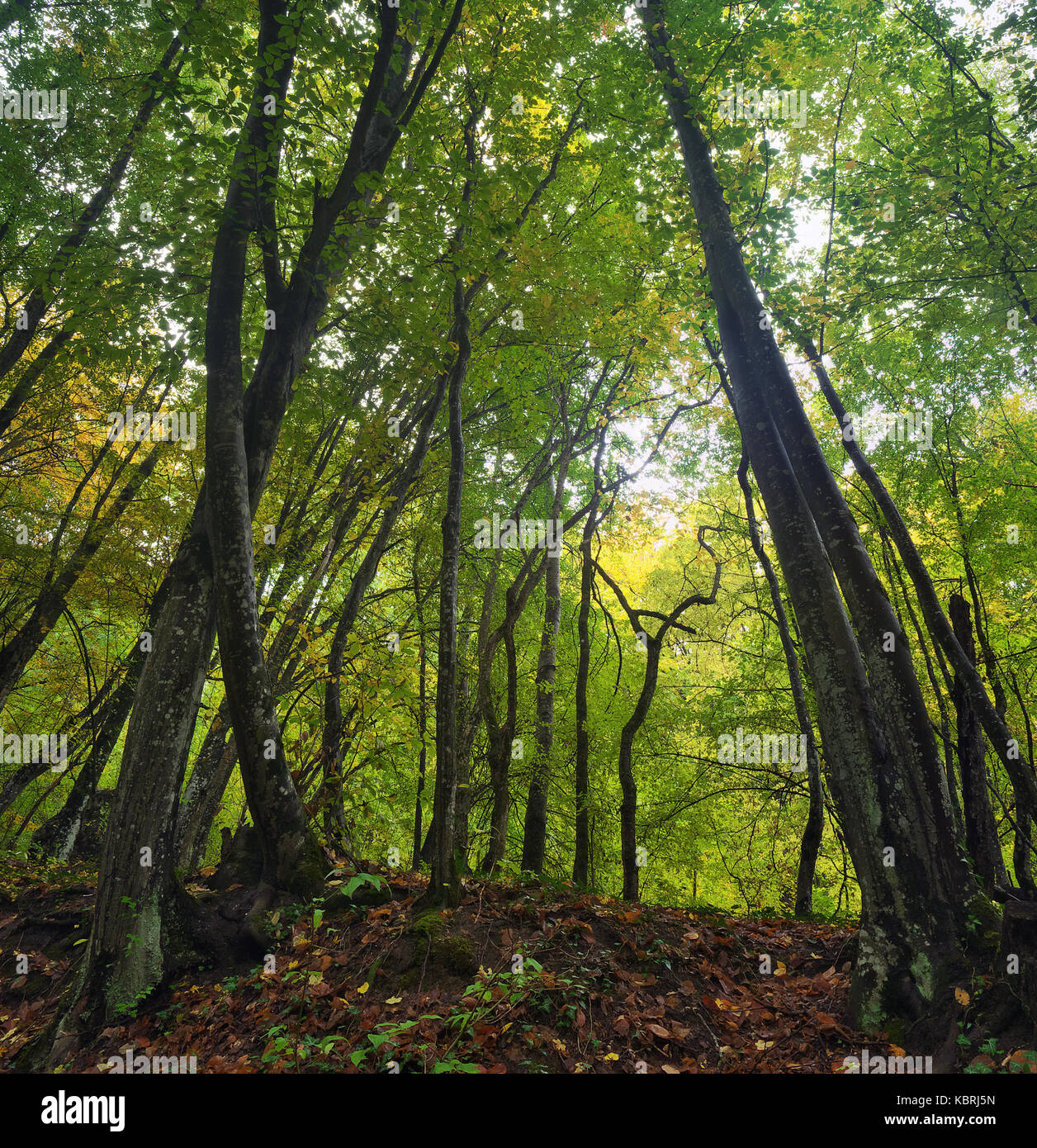 Wald Sonnenlicht. Zusammensetzung der Natur Stockfoto