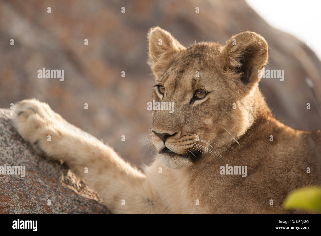 Junge Löwen schließen bis auf Felsen, Paw ruht auf Felsen Stockfoto
