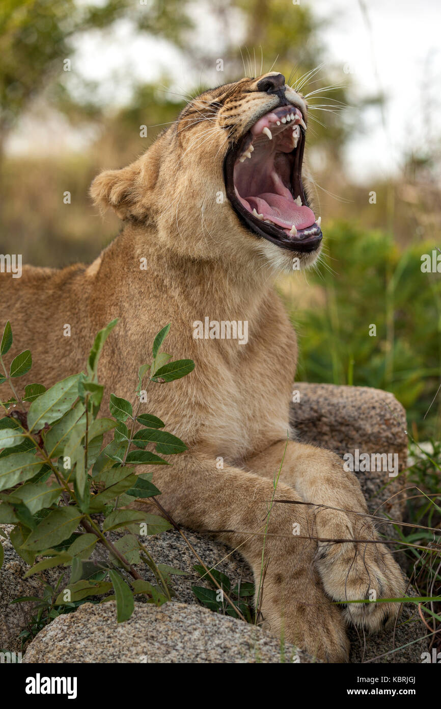 Junge Löwen gähnen, liegend auf Felsen Stockfoto