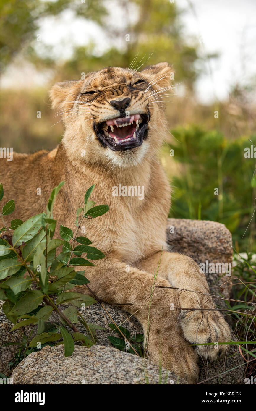 Junge Löwen gähnen, liegend auf Felsen Stockfoto