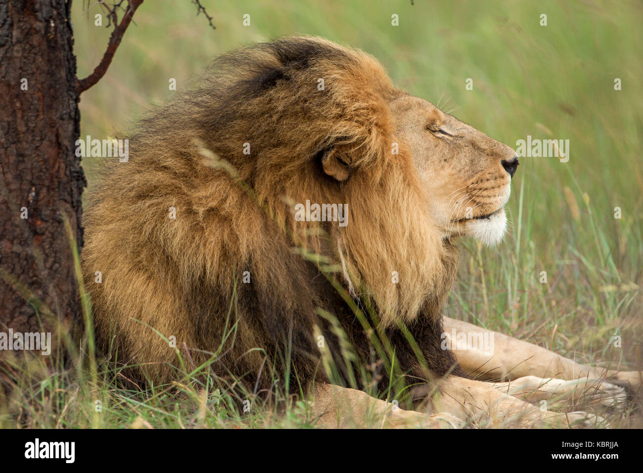 Löwen Jungen schlafen spielende Erwachsene Alpha-Männchen Stockfoto