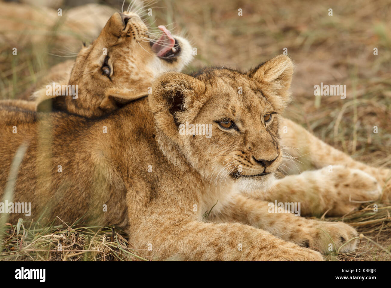 2 Löwenjungen spielen kämpfen und beißen Stockfoto