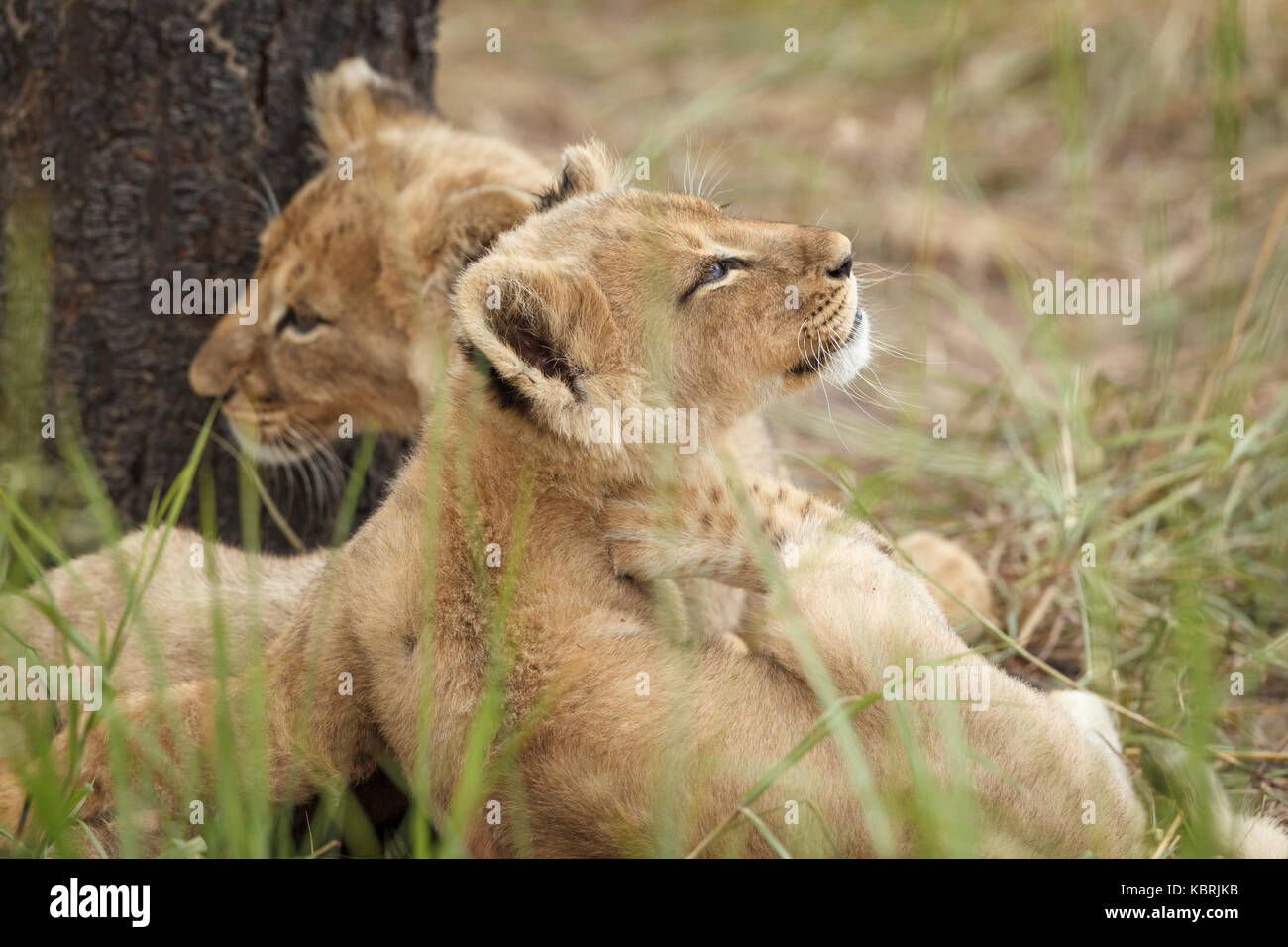 2 Löwenjungen spielen kämpfen und beißen Stockfoto