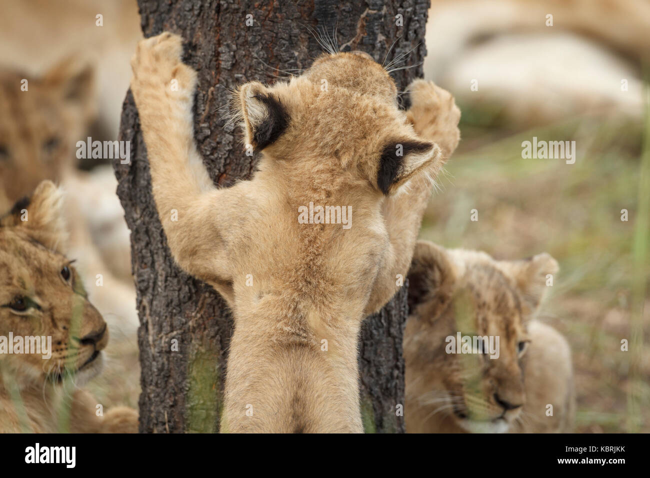 Lion cub packte einen Baum in Antilope Conservation Park, Simbabwe. Stockfoto