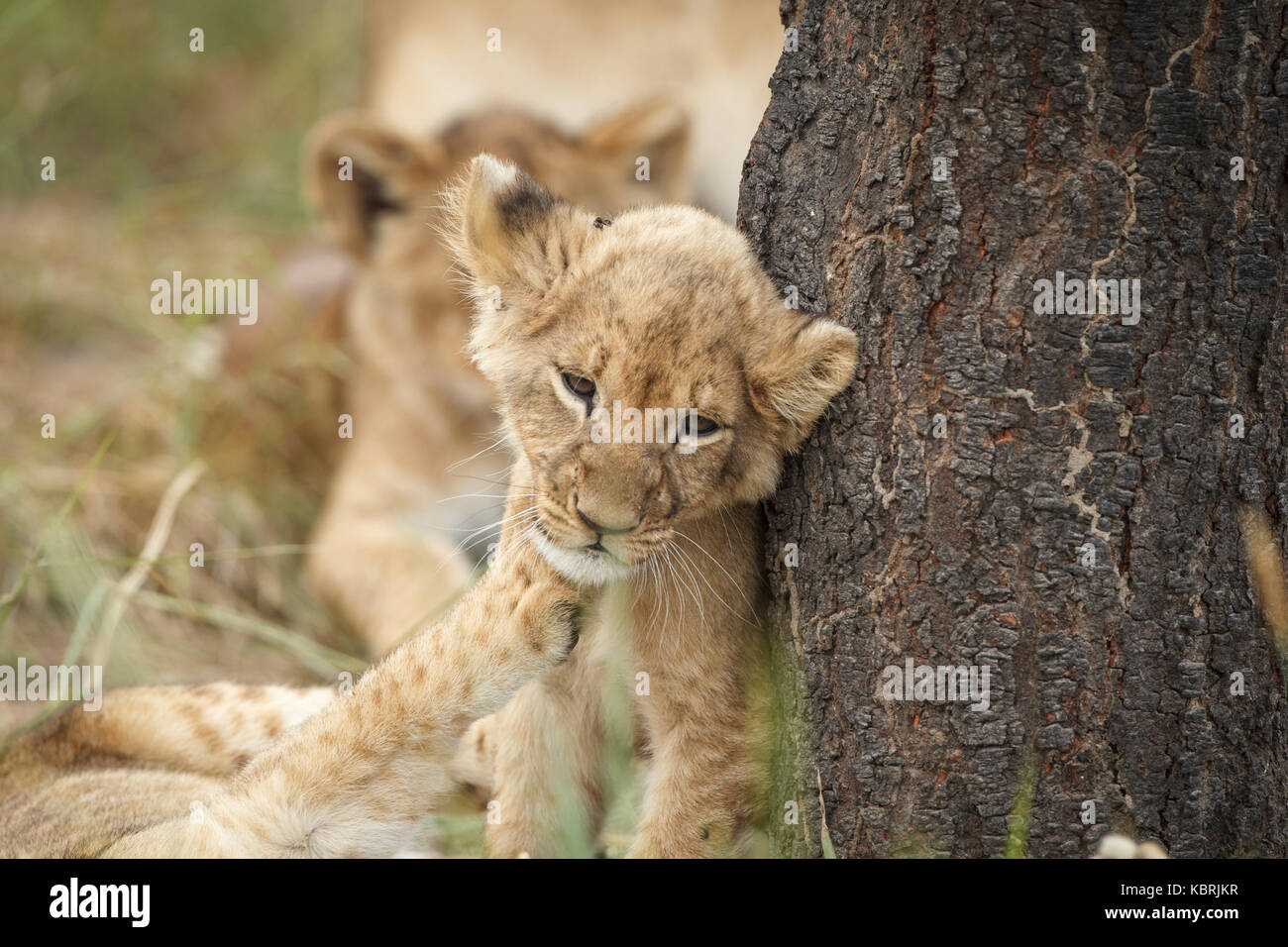 Lion cub gegen einen Baum in Antilope Conservation Park, Simbabwe reiben. Stockfoto