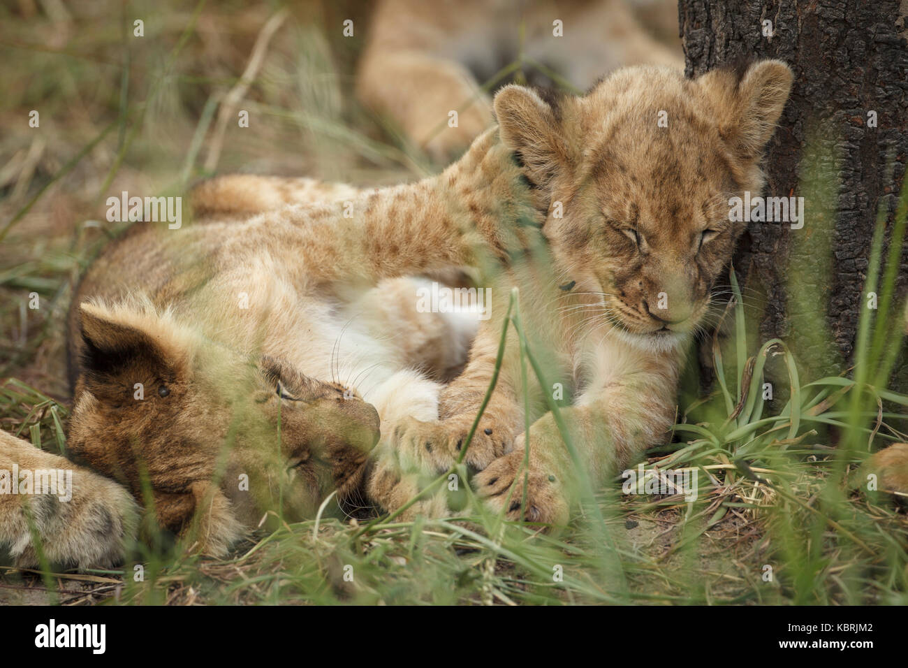 2 Löwenjungen spielen kämpfen und beißen Stockfoto