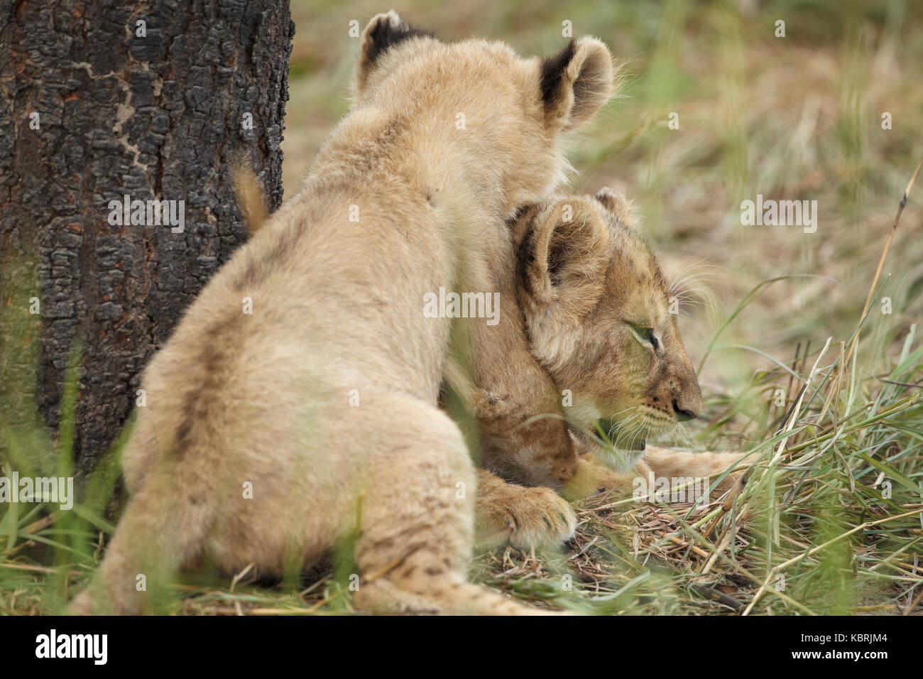 2 Löwenjungen spielen kämpfen und beißen Stockfoto