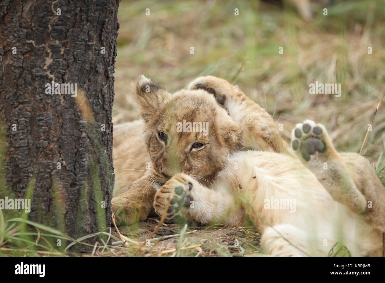 2 Löwenjungen spielen kämpfen und beißen Stockfoto