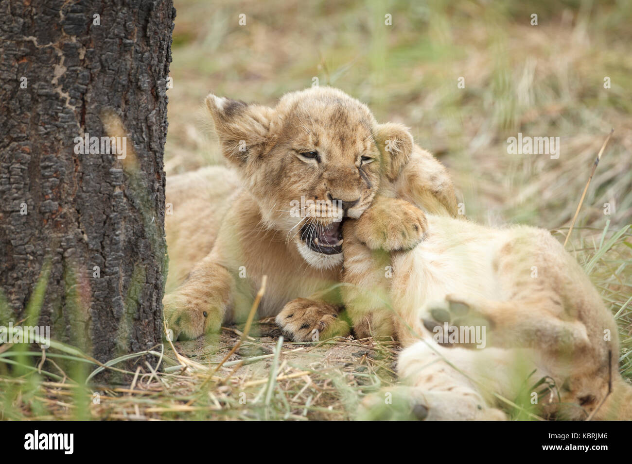 2 Löwenjungen spielen kämpfen und beißen Stockfoto