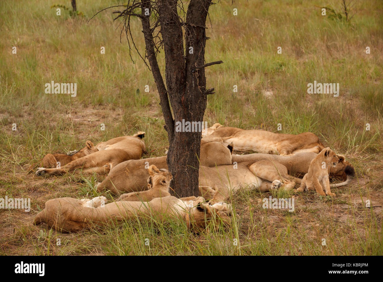Löwen Jungen schlafen spielende Erwachsene AlphaMännchen