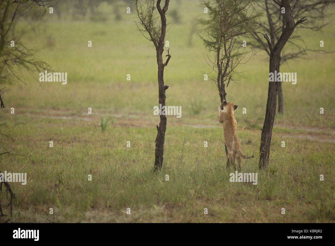 Löwe im Regen Sturm schärft Krallen / Kletterbaum in Akazienwald mit grünem Grasland Stockfoto