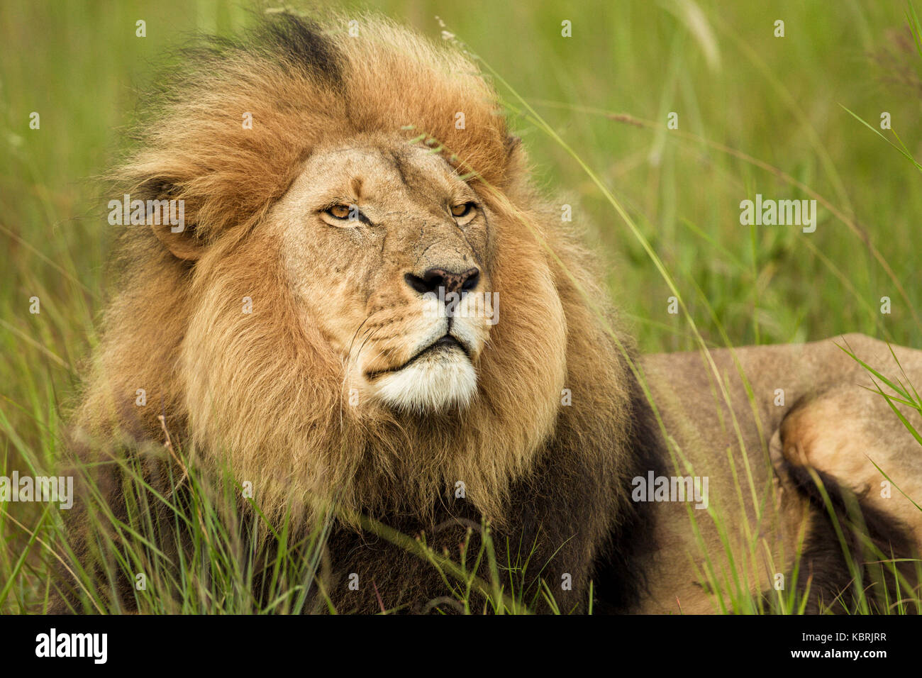 Schöner männlicher Löwe (panthera leo) mit einer riesigen Mähne, die im Gras liegt und mit Absicht über die Ebenen nach rechts schaut Stockfoto