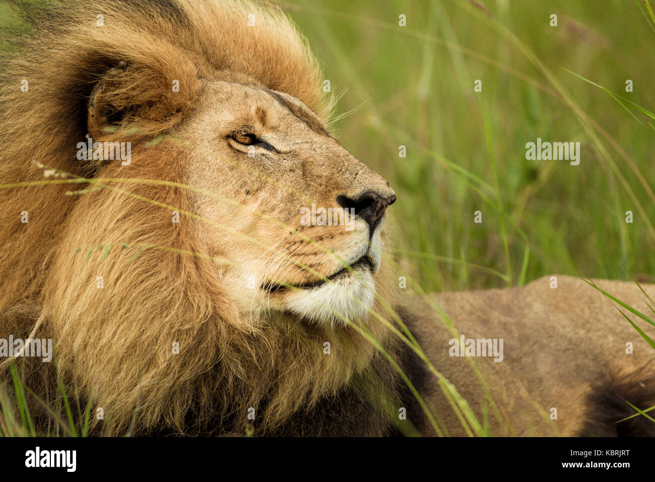 Schöner männlicher Löwe (panthera leo) mit einer riesigen Mähne, die im Gras liegt und mit Absicht über die Ebenen nach rechts schaut Stockfoto